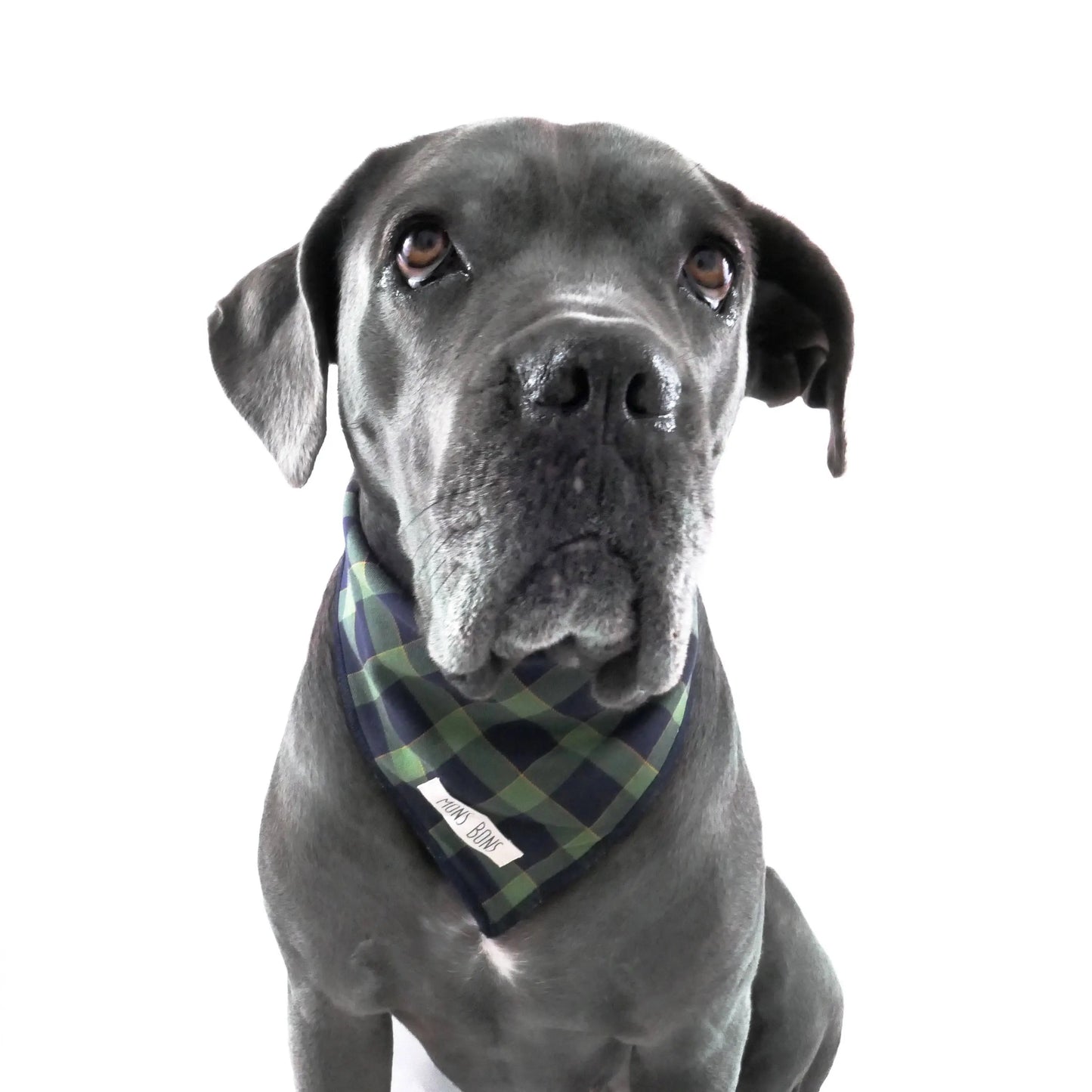 Black & Green Pet Bandana - Yılbaşı Özel