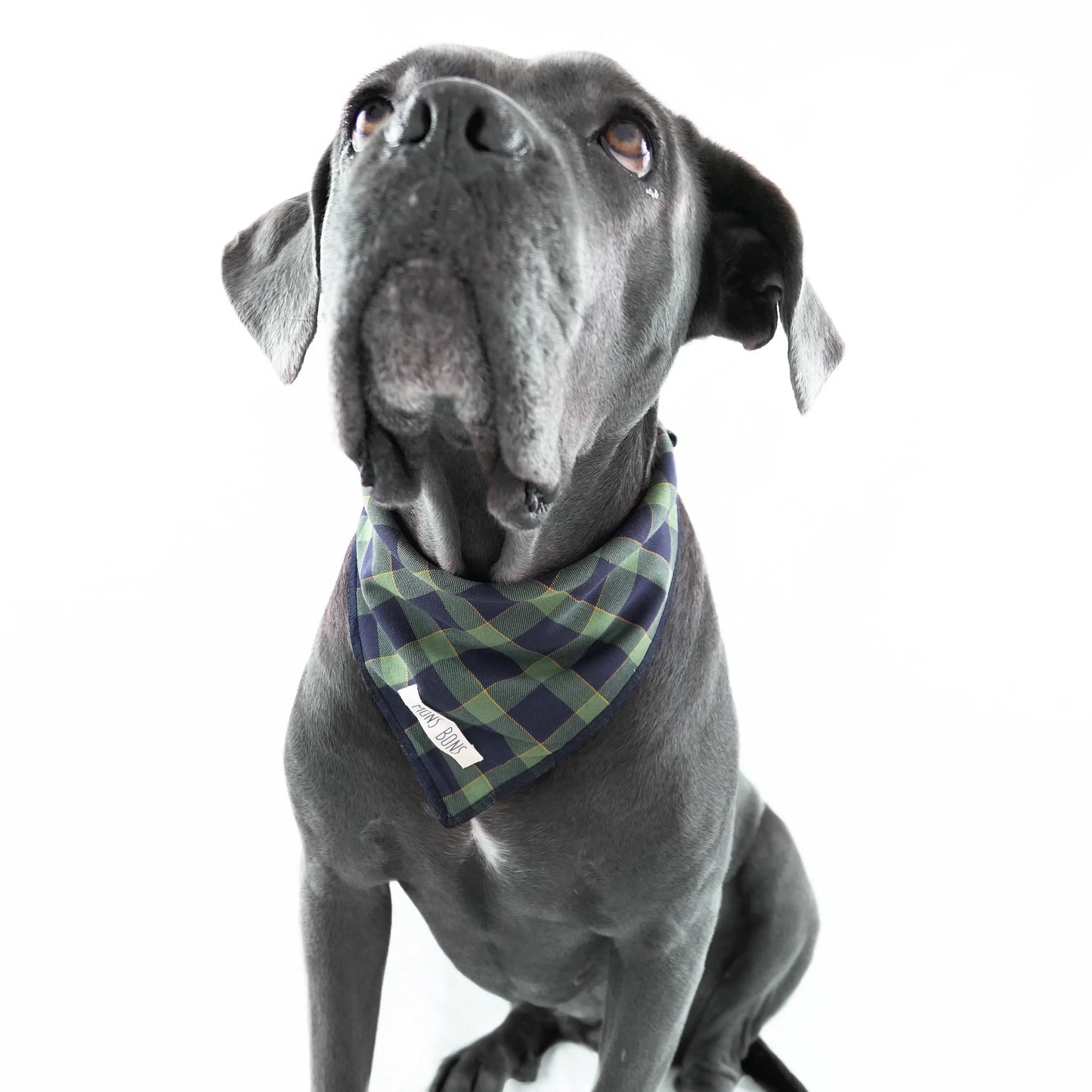 Black & Green Pet Bandana - Yılbaşı Özel